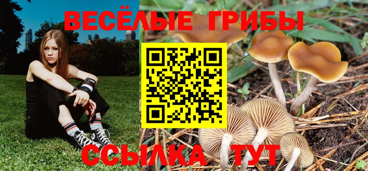 Галлюциногенные грибы GOLDEN TEACHER  Вход с VPN  Котельники 